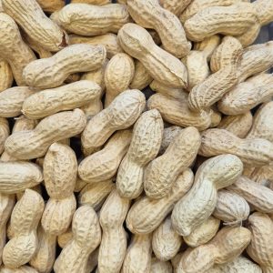 Erdnusskerne in der Schale