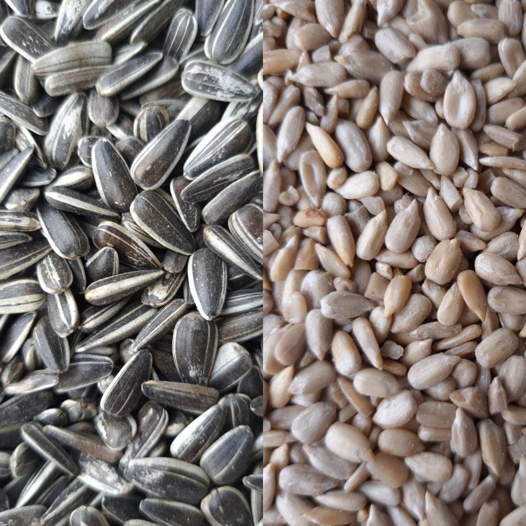 Sonnenblumenkerne