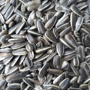 Sonnenblumenkerne gestreift